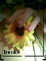 piroska